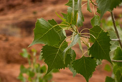 2011_usa_2221.jpg 2011_usa_2221.jpg