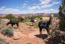 2016_usa_3301.jpg 2016_usa_3301.jpg